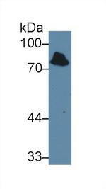 Iduronate 2 Sulfatase Antibody in Western Blot (WB)