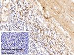 Human IgG4 Antibody in Immunohistochemistry (Paraffin) (IHC (P))