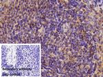 Human IgG4 Antibody in Immunohistochemistry (Paraffin) (IHC (P))
