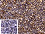 Human IgG4 Antibody in Immunohistochemistry (Paraffin) (IHC (P))
