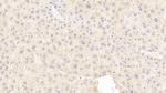 INHBE Antibody in Immunohistochemistry (Paraffin) (IHC (P))
