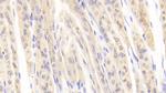 INHBE Antibody in Immunohistochemistry (Paraffin) (IHC (P))
