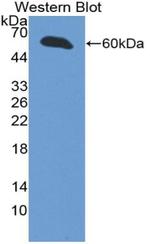 INHBE Antibody in Western Blot (WB)