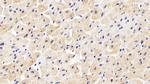 INPP4A Antibody in Immunohistochemistry (Paraffin) (IHC (P))