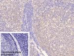 INPP4A Antibody in Immunohistochemistry (Paraffin) (IHC (P))