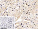INPP4A Polyclonal Antibody