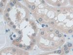 IDE Antibody in Immunohistochemistry (Paraffin) (IHC (P))