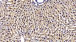 IDE Antibody in Immunohistochemistry (Paraffin) (IHC (P))