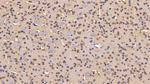 IDE Polyclonal Antibody