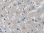 IDE Antibody in Immunohistochemistry (Paraffin) (IHC (P))