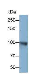 IDE Antibody in Western Blot (WB)