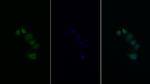 IRS2 Antibody in Immunocytochemistry (ICC/IF)