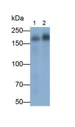 IRS2 Antibody in Western Blot (WB)