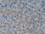 ITFG1 Polyclonal Antibody