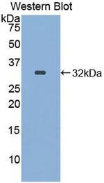 ITFG1 Antibody in Western Blot (WB)