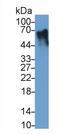 ITFG1 Antibody in Western Blot (WB)