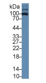 CD50 (ICAM-3) Antibody in Western Blot (WB)