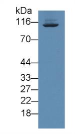 CD50 (ICAM-3) Antibody in Western Blot (WB)