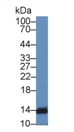 IFNA4 Antibody in Western Blot (WB)