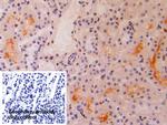 IFNA4 Polyclonal Antibody