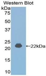 IFNA4 Antibody in Western Blot (WB)