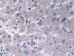 IFI35 Antibody in Immunohistochemistry (Paraffin) (IHC (P))