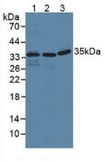 IFI35 Antibody in Western Blot (WB)