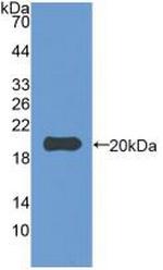 IL-1 beta Antibody in Western Blot (WB)