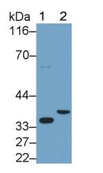 IL-1 beta Polyclonal Antibody