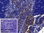 IL-1RAcP Antibody in Immunohistochemistry (Paraffin) (IHC (P))