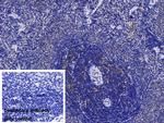IL-1RAcP Antibody in Immunohistochemistry (Paraffin) (IHC (P))