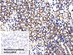 IL11RA Antibody in Immunohistochemistry (Paraffin) (IHC (P))