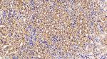 IL11RA Antibody in Immunohistochemistry (Paraffin) (IHC (P))
