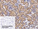 IL11RA Antibody in Immunohistochemistry (Paraffin) (IHC (P))