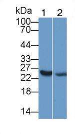 IL-25 Antibody in Western Blot (WB)