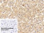 CD127 Antibody in Immunohistochemistry (Paraffin) (IHC (P))