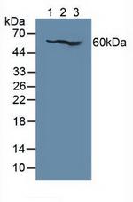 CD127 Antibody in Western Blot (WB)