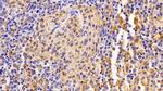 IBA1 Antibody in Immunohistochemistry (Paraffin) (IHC (P))