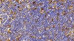 IBA1 Antibody in Immunohistochemistry (Paraffin) (IHC (P))