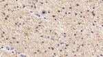 IBA1 Antibody in Immunohistochemistry (Paraffin) (IHC (P))