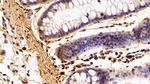 IBA1 Antibody in Immunohistochemistry (Paraffin) (IHC (P))