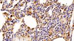 IBA1 Antibody in Immunohistochemistry (Paraffin) (IHC (P))