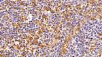 IBA1 Antibody in Immunohistochemistry (Paraffin) (IHC (P))