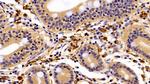 IBA1 Antibody in Immunohistochemistry (Paraffin) (IHC (P))