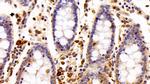 IBA1 Antibody in Immunohistochemistry (Paraffin) (IHC (P))