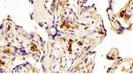 IBA1 Antibody in Immunohistochemistry (Paraffin) (IHC (P))