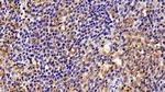 IBA1 Antibody in Immunohistochemistry (Paraffin) (IHC (P))