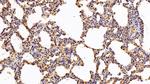 IBA1 Antibody in Immunohistochemistry (Paraffin) (IHC (P))