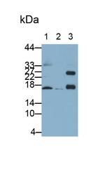 IBA1 Antibody in Western Blot (WB)