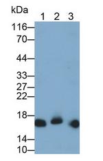 IBA1 Antibody in Western Blot (WB)